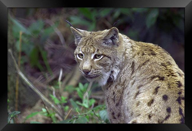 JST2588 European Lynx Framed Print by Jim Tampin