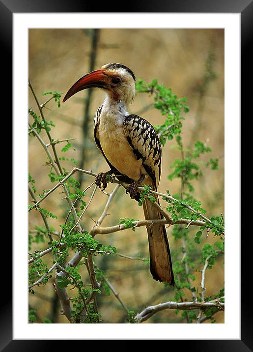 JST2591 Red Billed Hornbill Framed Mounted Print by Jim Tampin