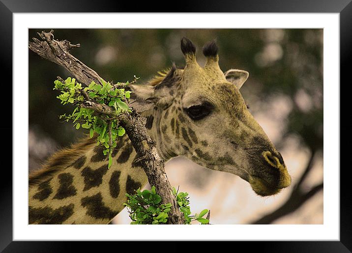 JST2592 Masai Giraffe Framed Mounted Print by Jim Tampin