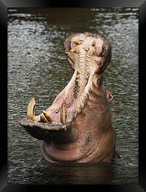 JST2593 Hippo Jaws Framed Print by Jim Tampin