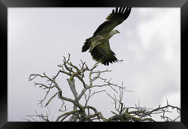 JST2610 Immature Tawny Eagle Framed Print by Jim Tampin