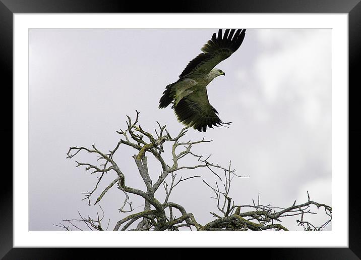 JST2610 Immature Tawny Eagle Framed Mounted Print by Jim Tampin