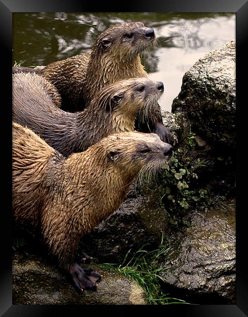 JST2615 European Otters Framed Print by Jim Tampin