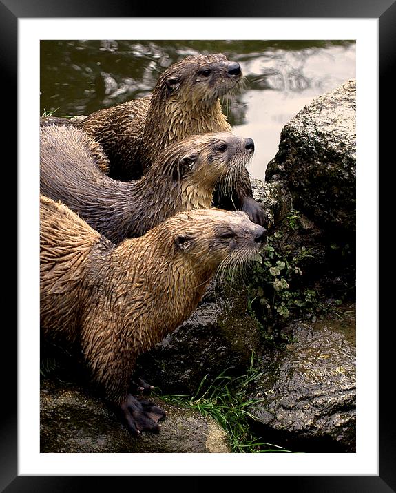 JST2615 European Otters Framed Mounted Print by Jim Tampin