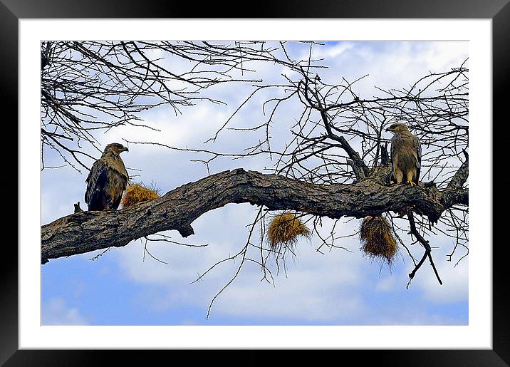JST2634 African Tawny Eagles Framed Mounted Print by Jim Tampin