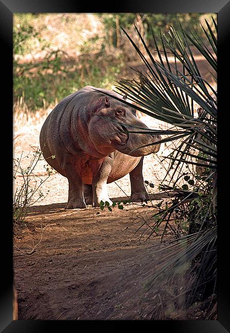 JST2640 Hippo returning to water Framed Print by Jim Tampin