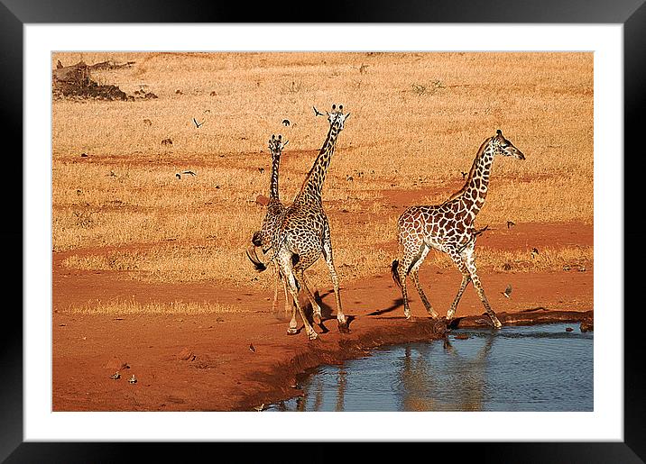 JST2646 Spooked Giraffe Framed Mounted Print by Jim Tampin