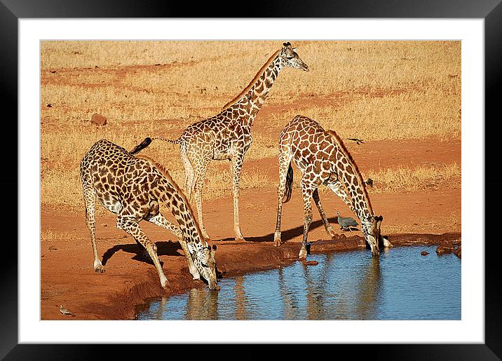 JST2647 The Lookout Framed Mounted Print by Jim Tampin