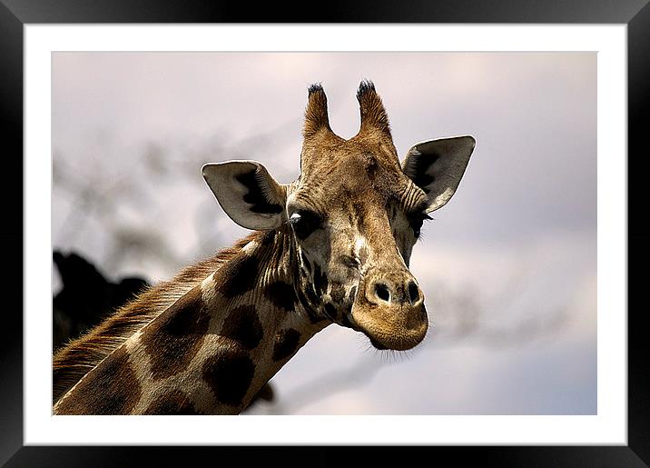 JST2655 Rothschild Giraffe Framed Mounted Print by Jim Tampin
