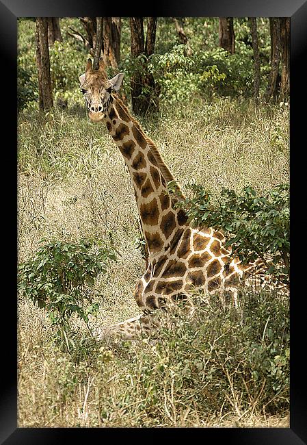 JST2656 Rothschild Giraffe Framed Print by Jim Tampin