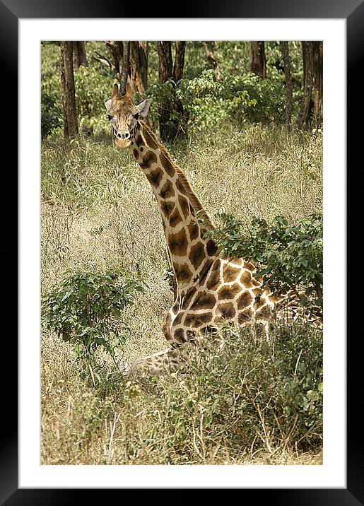 JST2656 Rothschild Giraffe Framed Mounted Print by Jim Tampin