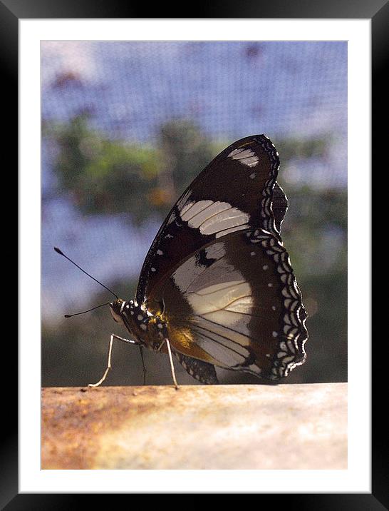 JST2663 Butterfly, Large Strched Swordtail Framed Mounted Print by Jim Tampin