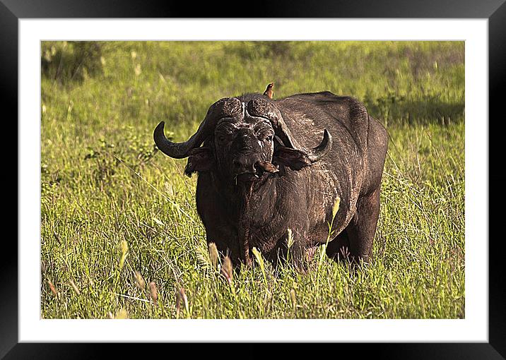 JST2677 Buffalo with tick bird Framed Mounted Print by Jim Tampin