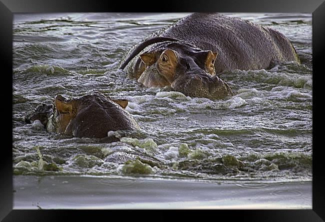 JST2675 Hippo pool Framed Print by Jim Tampin