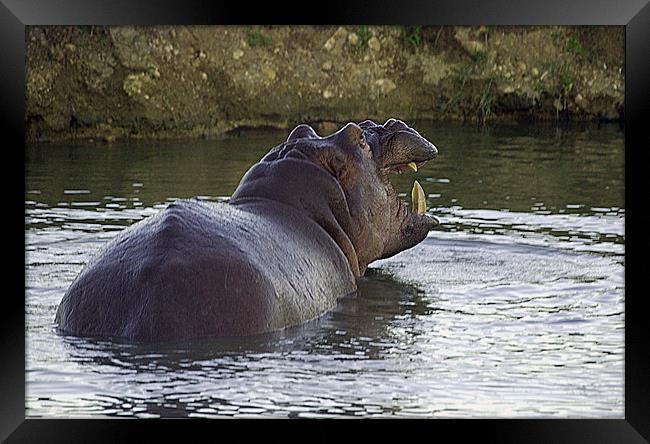 JST2676 Hippo in Rhino Valley Pool Framed Print by Jim Tampin