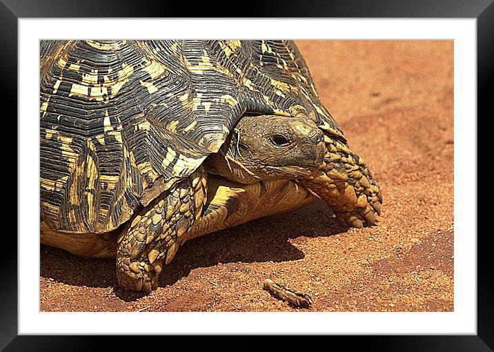 JST2681 Leopard Tortoise Framed Mounted Print by Jim Tampin