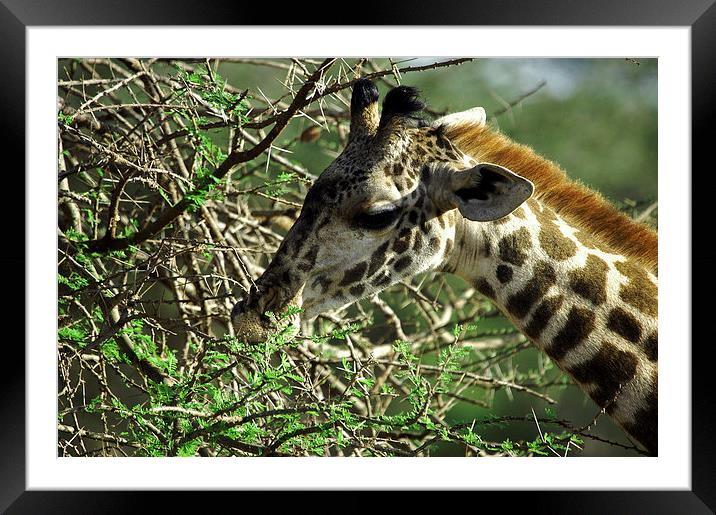 JST2694 Masai Giraffe, Tsavo West Framed Mounted Print by Jim Tampin