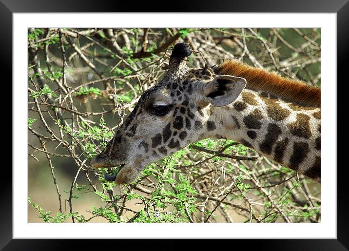 JST2695 Masai Giraffe, Tsavo West Framed Mounted Print by Jim Tampin