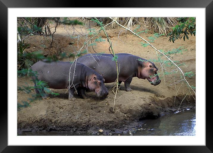 JSTJST2700 Hippopotamus by the river Tsavo Framed Mounted Print by Jim Tampin