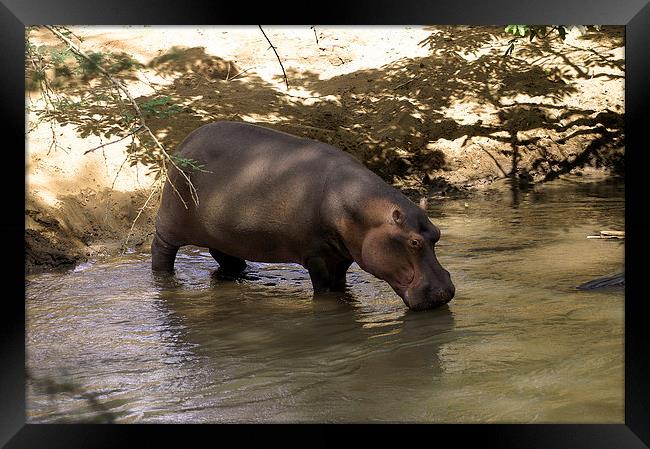 JST2701 Hippo in the River Tsavo Framed Print by Jim Tampin