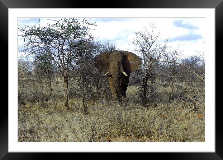 JST2712 African Bull Elephant Framed Mounted Print by Jim Tampin