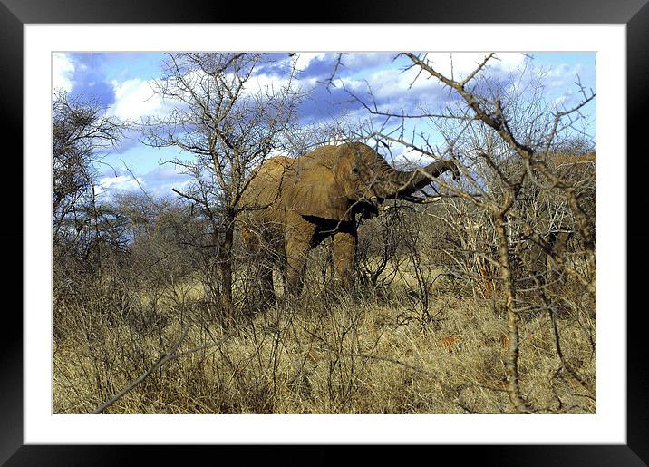 JST2715 African Bull Elephant Framed Mounted Print by Jim Tampin