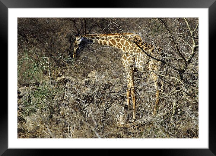 JST2719 Masai Giraffe Framed Mounted Print by Jim Tampin