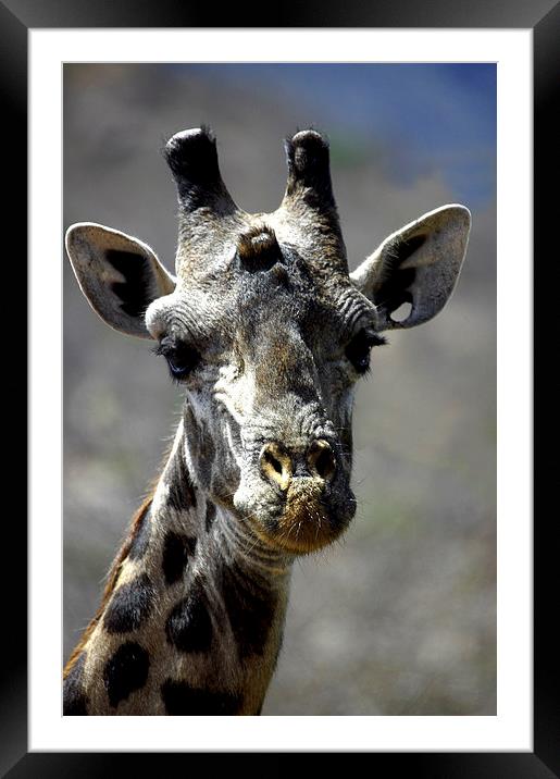 JST2734 Masai Giraffe, Tsavo West Framed Mounted Print by Jim Tampin