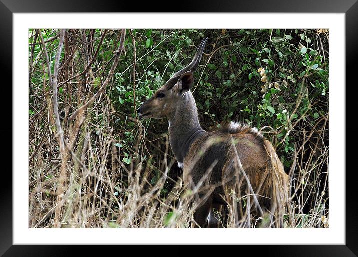 JST2745 Lesser Kudu Framed Mounted Print by Jim Tampin