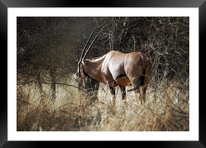 JST2748 Beisa Oryx Framed Mounted Print by Jim Tampin