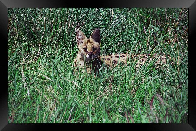 JST2755 Serval, Masai Mara Kenya Framed Print by Jim Tampin