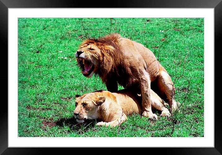 JST2759 Mating Lions Framed Mounted Print by Jim Tampin