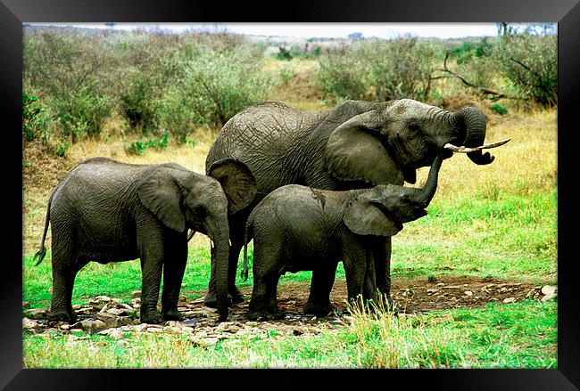 JST2760 Young Elephant family Framed Print by Jim Tampin
