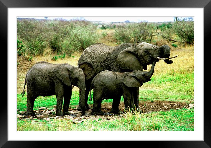 JST2760 Young Elephant family Framed Mounted Print by Jim Tampin