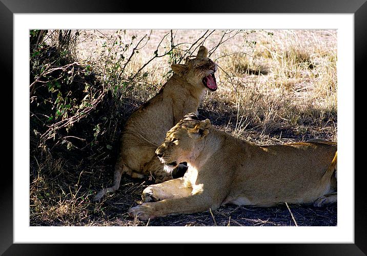 JST2762 lioness and her cub Framed Mounted Print by Jim Tampin