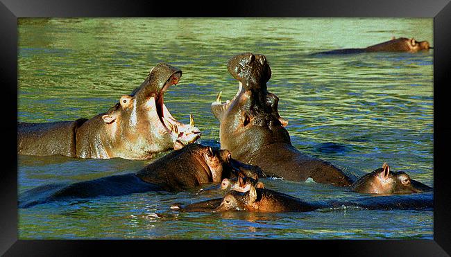 JST2779 Hippo power wow Framed Print by Jim Tampin