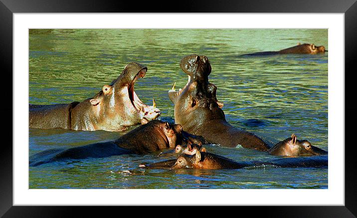 JST2779 Hippo power wow Framed Mounted Print by Jim Tampin