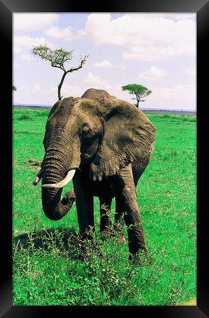 JST2816 female elephant, Masai Mara Framed Print by Jim Tampin