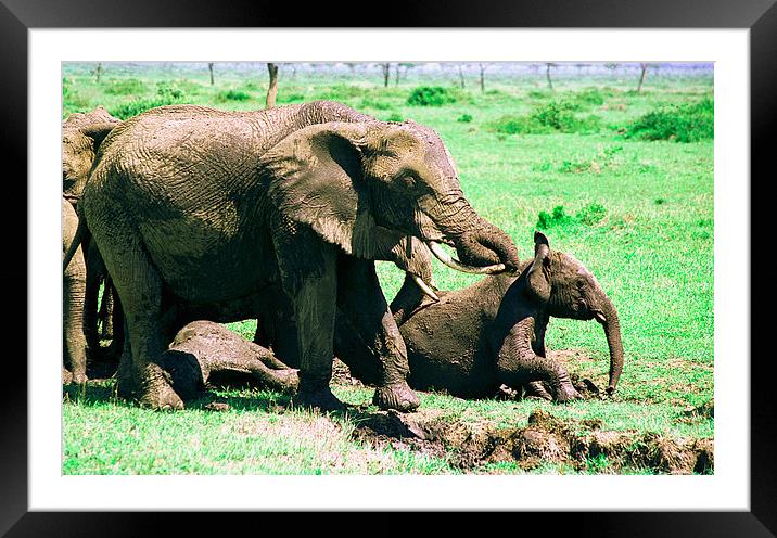 JST2814 mud bathing elephants Framed Mounted Print by Jim Tampin
