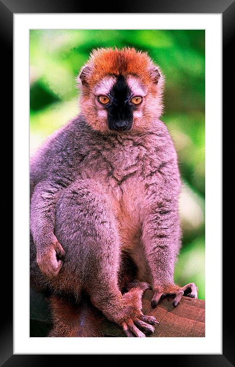 JST2802 Red-fronted Lemur Framed Mounted Print by Jim Tampin