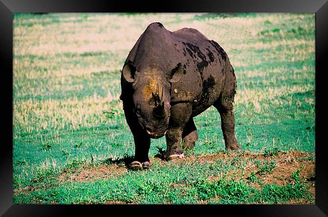 JST2801 Black Rhino, ENDANGERED Framed Print by Jim Tampin