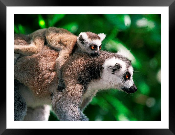 JST2795 Ringtailed lemur Framed Mounted Print by Jim Tampin
