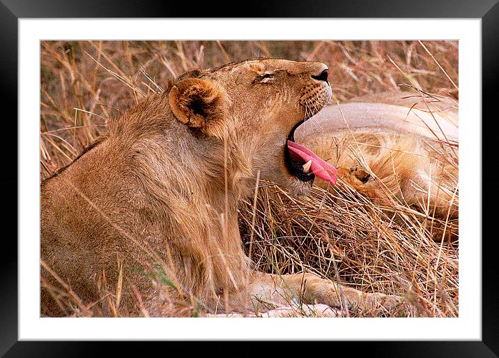 JST2794 young male lion Framed Mounted Print by Jim Tampin