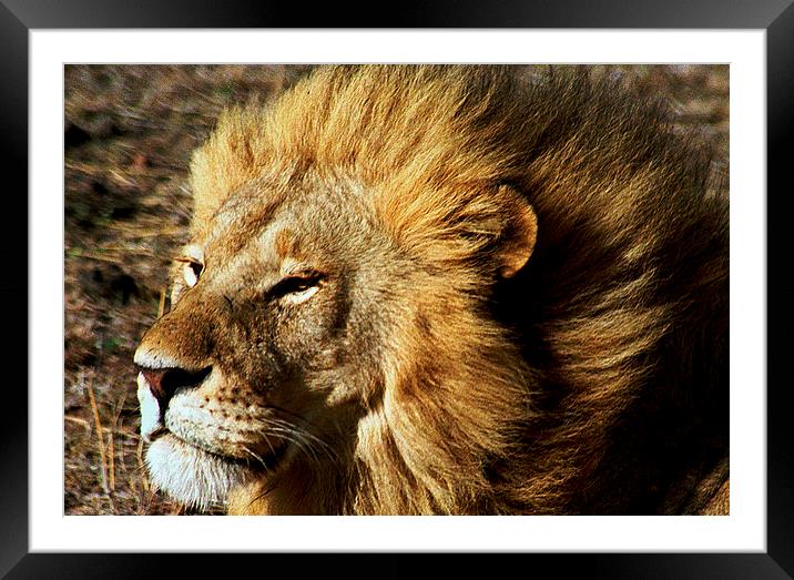JST2786 male lion full mane Framed Mounted Print by Jim Tampin