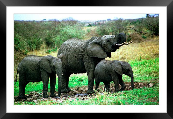 JST2782 Elephant family drink Framed Mounted Print by Jim Tampin