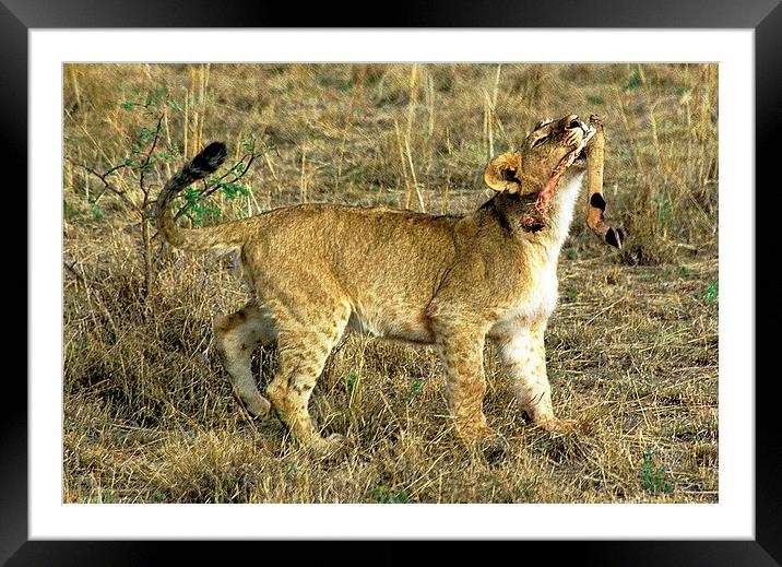 JST2862 Lion cub Framed Mounted Print by Jim Tampin