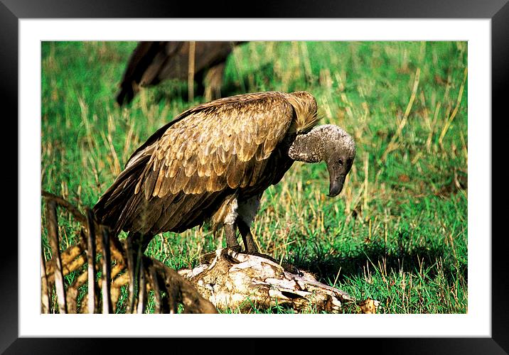 JST2859 White Backed Vulture Framed Mounted Print by Jim Tampin