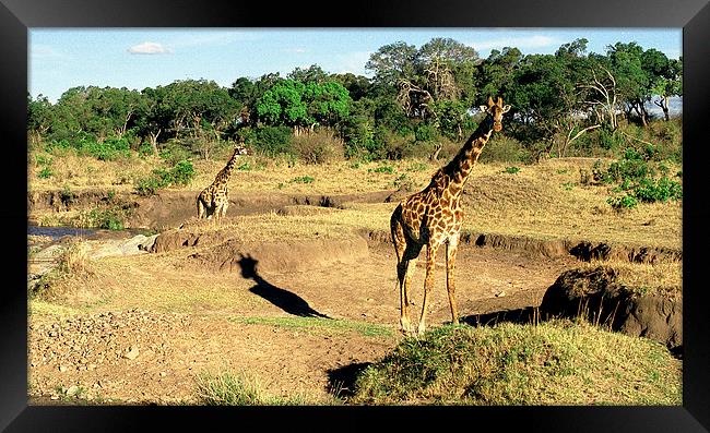 JST2853 Masai Giraffes, Tsavo West Framed Print by Jim Tampin