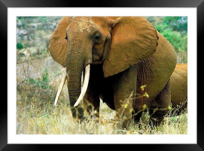 JST2849 Pregnant elephant, Tsavo East Framed Mounted Print by Jim Tampin