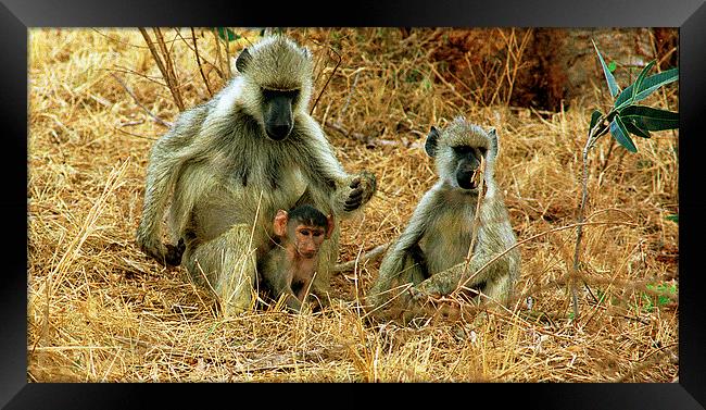 JST2848 Yellow Baboons Framed Print by Jim Tampin